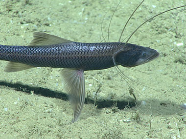 We observed several of these tripod fish (Bathypterois sp.) perched on their fins and facing into the current, waiting for food to drift by.