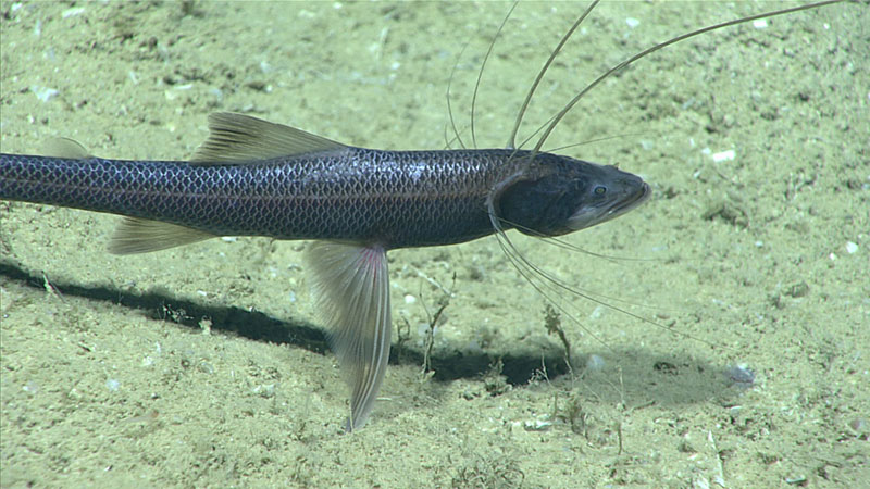 We observed several of these tripod fish (Bathypterois sp.) perched on their fins and facing into the current, waiting for food to drift by.