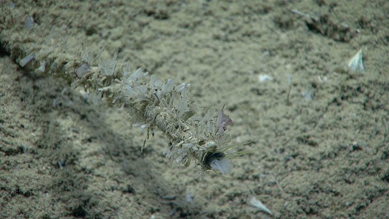 AThis polychaete worm had incorporated a number of pteropod shells into its tube.