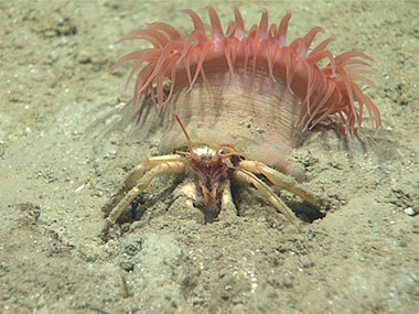 A hermit crab (Paguroidea sp.) with an anemone that substitutes for a shell.