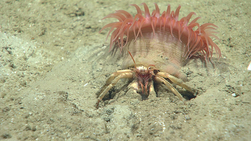 A hermit crab (Paguroidea sp.) with an anemone that substitutes for a shell.