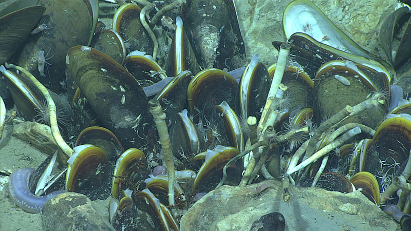 The chemosynthetic community found at the second bubble target included Lamellibrachia tubeworms, Bathymodiolus mussels, Chiridota holothurians, Alvinocaris shrimp, anemones, and ophiuroids.