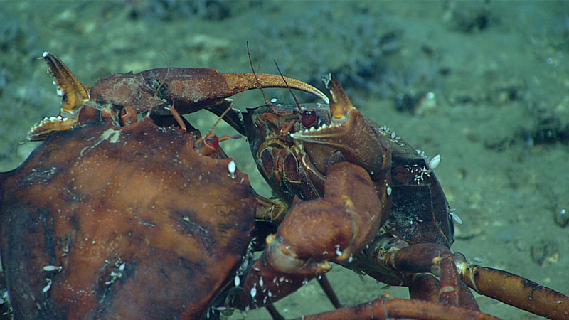 Two deep-sea male red crabs, Chaceon quinquedens, go claw-to-claw in an apparent duel for the affections of a nearby female. At least, that’s how we interpreted their behavior.