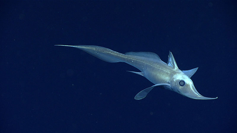 Harriotta raleighana, a long-nosed chimaera, dropped by during the dive. This was the first time many on board has seen one!
