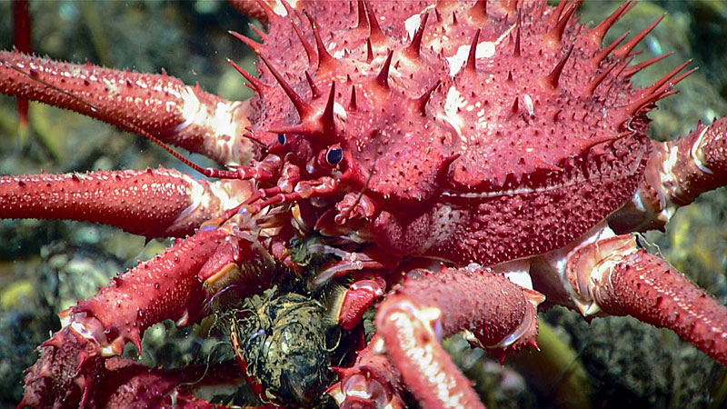 Neolithodes agassizii, a major predator at Gulf of Mexico cold seeps, is observed chowing down on a Bathymodiolus brooksi mussel.