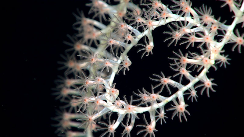 The coiled tip of an isidid bamboo coral whip (Lepidisis caryophyllia) found growing out of a sediment substrate.