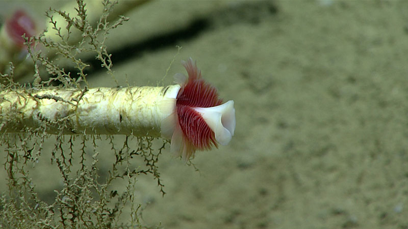 The anterior end of a chemosynthetic siboglinid tubeworm, Lamellibrachia sp., protrudes from its tube. The red “feathers” are respiratory tentacles filled with hemoglobin-containing “blood.” The white structure is called an obturaculum and functions as a trapdoor that protects the opening when the worm withdraws into its tube. Brown branched hydroid colonies grow on the tube.