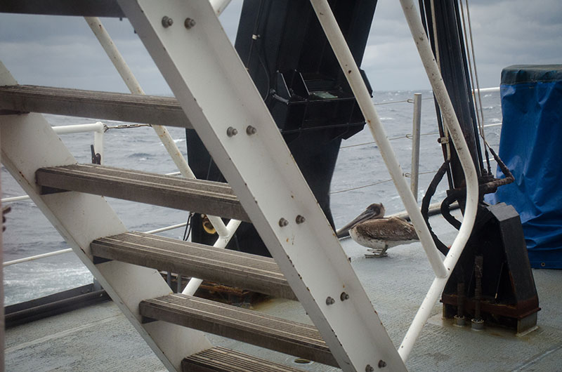 After being blown out to sea, this pelican landed on the ship to catch his breath.