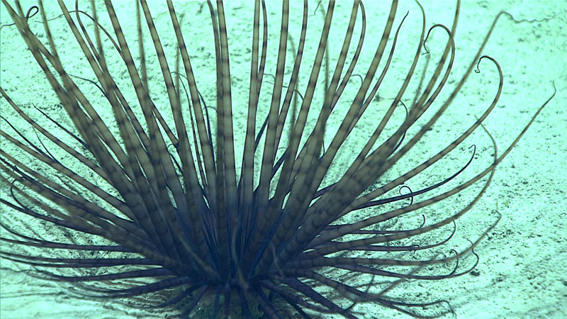 A cerianthid burrowing anemone builds a tube in the sediment out of secreted fine threads and mucus, which it can withdraw rapidly into and completely for protection.