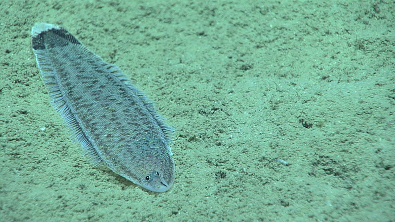 A cynoglossid tonguefish (Symphurus sp.) related to flounders, soles, and halibut, lies on the sediment. It uses the individual rays of the fins along its sides to creep over the seafloor like a millipede uses its many legs on land.