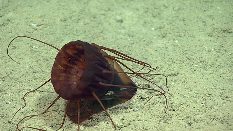 A coronate medusa, Periphylla periphylla, that collided with the seafloor. These medusae undertake a daily vertical migration (toward the surface at dusk and toward the depths at dawn). It is suspected that this was a reaction to the bright lights on Deep Discoverer; the medusae attempted to swim deeper away from the light they thought was coming from the surface.