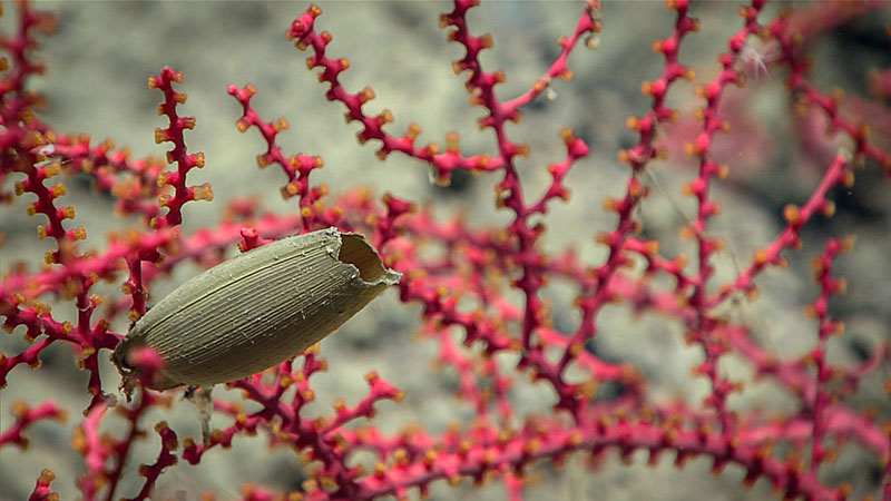 An olive-colored empty egg case of a cartilaginous fish – either a skate, ray, or shark – attached to the octocoral Swiftia koreni.