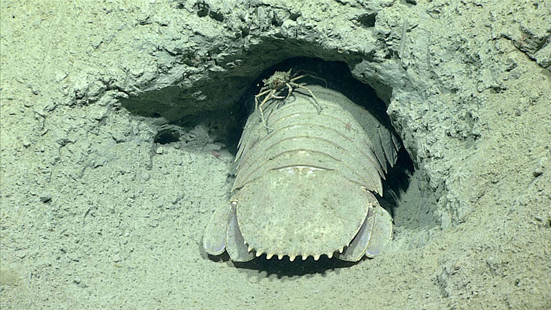 The giant isopod, Bathynomus giganteus, at its burrow tunnel, accompanied by a hitchhiking spider crab, at a depth of 545 meters (1,788 feet).