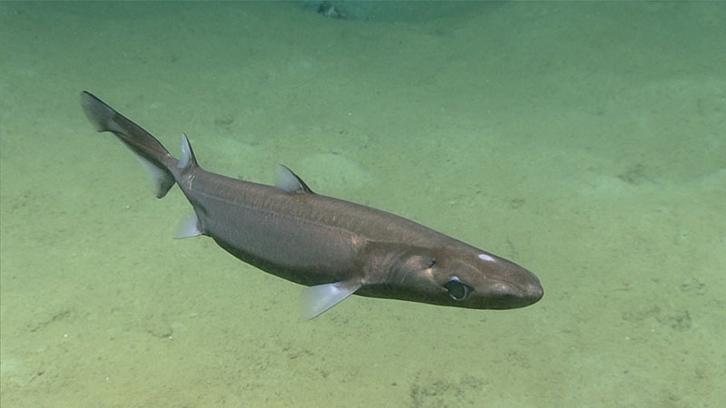 A small shark, perhaps the black dogfish, Centroscyllium fabricii, at a depth of 601 meters (1,972 feet).