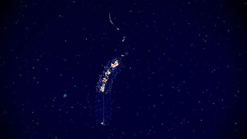 A siphonophore imaged during one of our midwater transects.