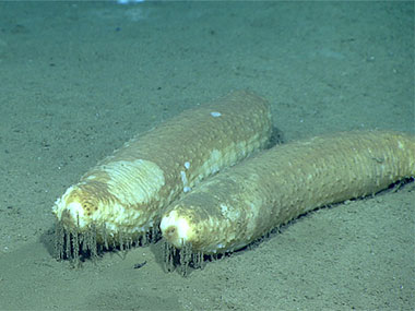Paroriza pallens sea cucumbers were the most frequently encountered large deposit feeders on this dive. The species is hermaphroditic and was often observed in pairs such as this one. The nature of the shaggy filaments hanging from the flanks of these sea cucumbers remains a mystery.