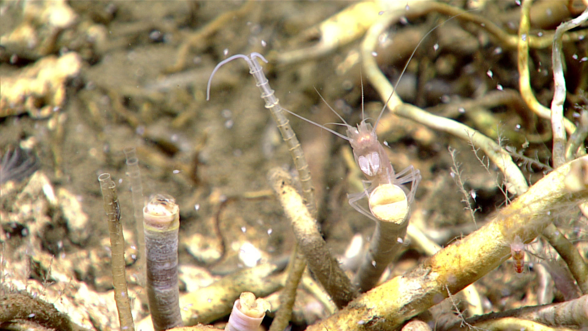 A dense cluster of Escarpia sp. chemosynthetic tubeworms at a cold seep, accompanied by an Alvinocaris sp. shrimp and a chaetopterid polychaete waving its pair of feeding palps from its slender bamboo-like tube.