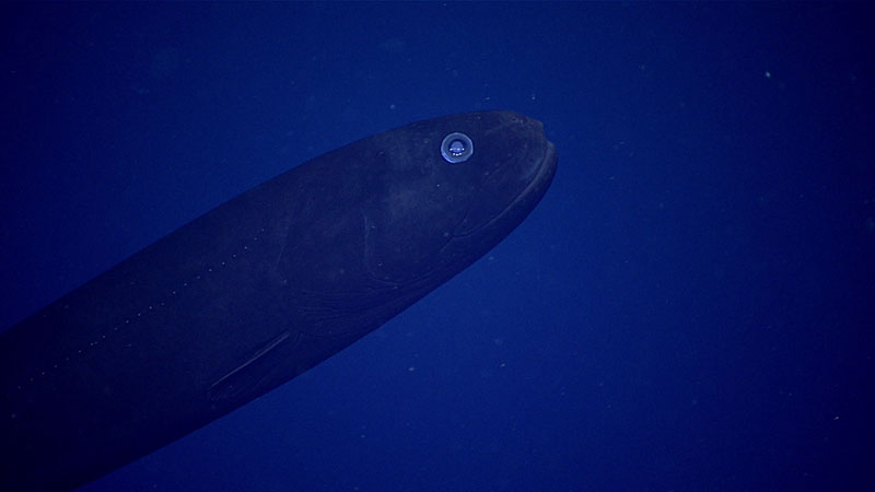 Fish experts on the global midwater team were blown away by the appearance of this fish from the genus Leptochilichthys. The observation placed this fish at a shallow depth of 900 meters (2,953 feet), when typical observations place this fish squarely in the bathypelagic zone at ~2,000 meters (6,562 feet).