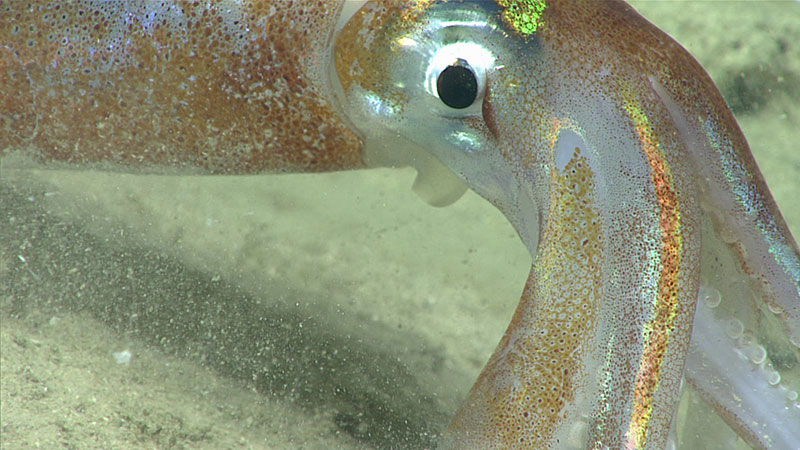 As with our first two dives, Illex sp. shortfin squid were observed during the dive, sometimes in large schools.