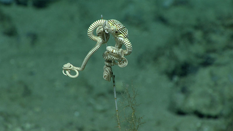 A serpent star, Asteroporpa cf. annulata, clings to the skeleton of bamboo coral. Serpent stars, basket stars, and brittle stars all fall within the class Ophiuroidea.