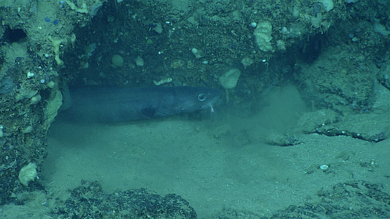 This congrid eel was observed eating a smaller fish. During the dive, we saw nearly 15 different species of fish.
