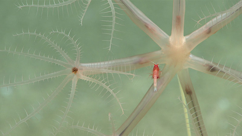 Umbellula sea pens are sediment dwellers. This one has a mysid keeping it company. Mysids are commonly known as opossum shrimp, because they have brood pouches. You can catch a glimpse of the full red brood pouch as two red dots on either side of this mysid’s midsection.