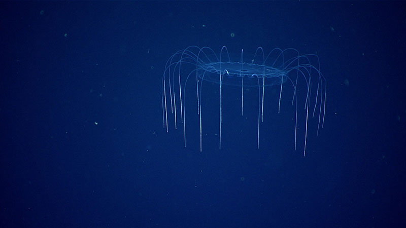 A hydromedusa observed during midwater transects.
