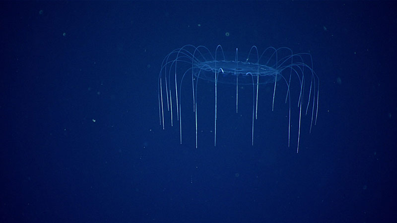 A hydromedusa observed during midwater transects. 