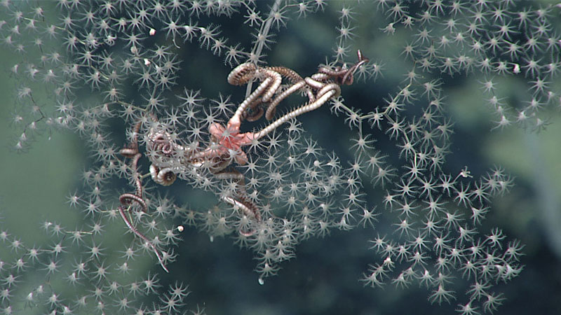 A Metallogorgia sp. octocoral with a commensal serpent star (Ophiocreas sp.). It is suspected that these two species require each others’ presence to survive!