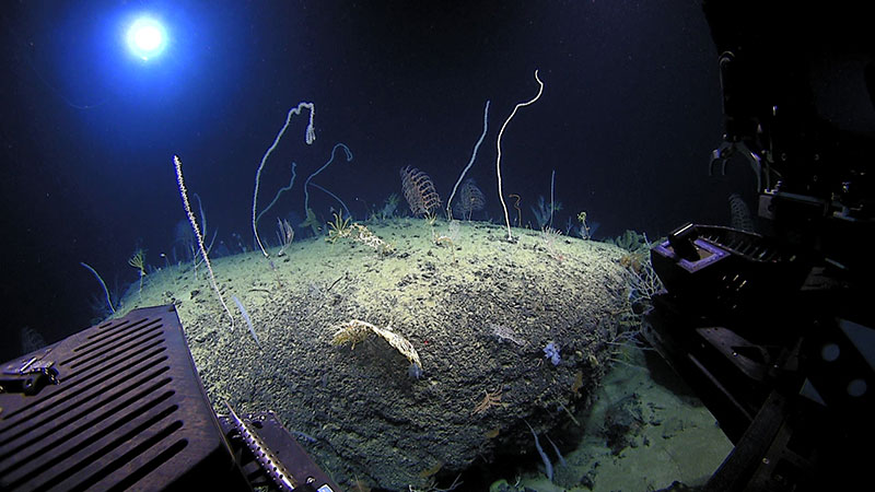 One of the spectacular sessile communities spotted during the dive. These were mostly comprised of octocorals, black corals, and sponges.