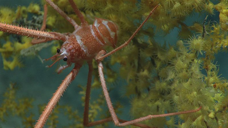 A chirostylid squat lobster hangs out in an octocoral fan (Paramuricea sp.) that has been overgrown with colonial anemones (zoanthids).