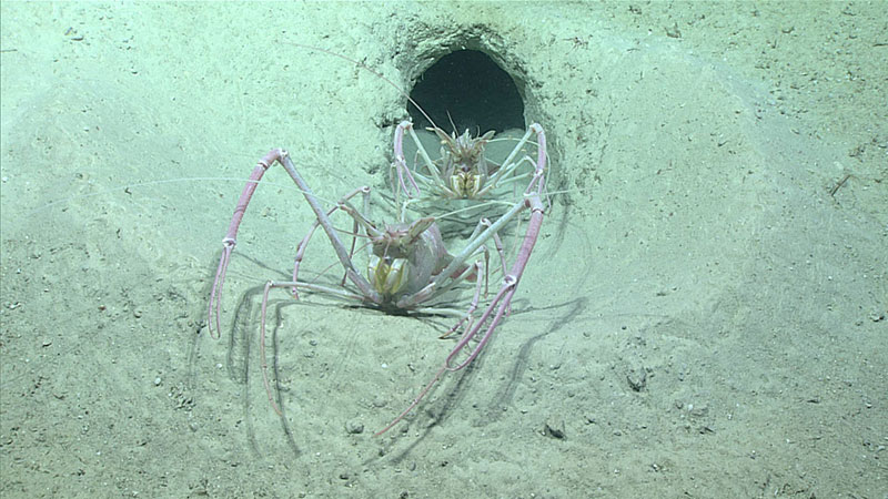 Two blind white lobsters (Acanthacaris caeca) share a burrow.