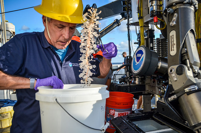 Dr. Chuck Messing pulls a carnivorous cladorhizid sponge sample out of Deep Discoverer’s biobox. Image courtesy of NOAA Office of Ocean Exploration and Research, Gulf of Mexico 2017.