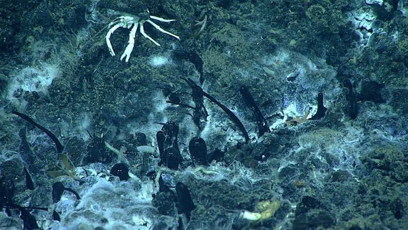 High-viscosity oil (black tubules) seeping from the seafloor among white bacterial mats forms asphalt when the extrusions solidify.