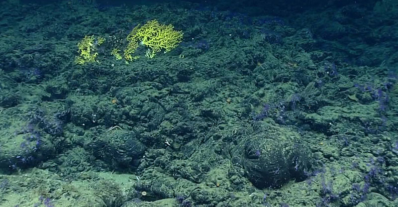 Asphalt, here shown solidified into a seafloor pavement with bulbous features left over from its extrusion, forms a hardground that hosts corals in the Dive 09 area.