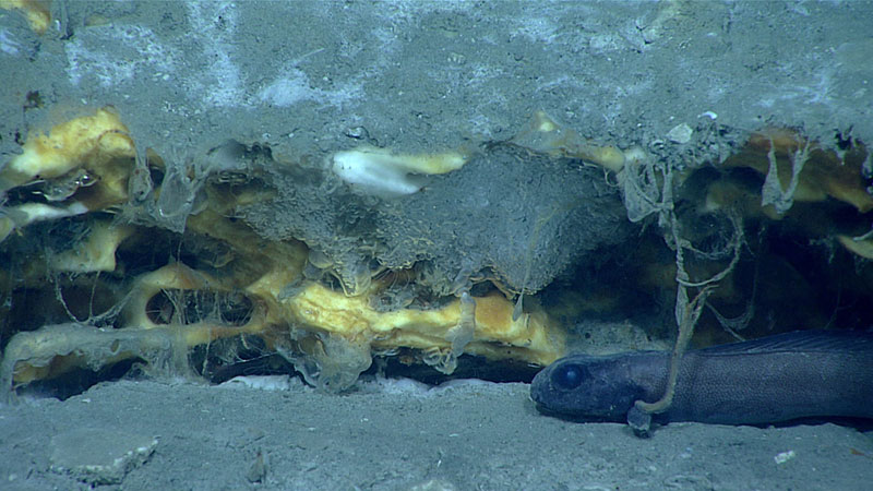The orange-stained, massive gas hydrate, which is covered with sediment and probably interspersed with carbonate rock, likely forms the structure of the hydrate mound. Porous gas hydrate formed around gas bubbles as they are emitted from the seafloor beneath the overhang is visible in the center of the photo, just left of the fish.