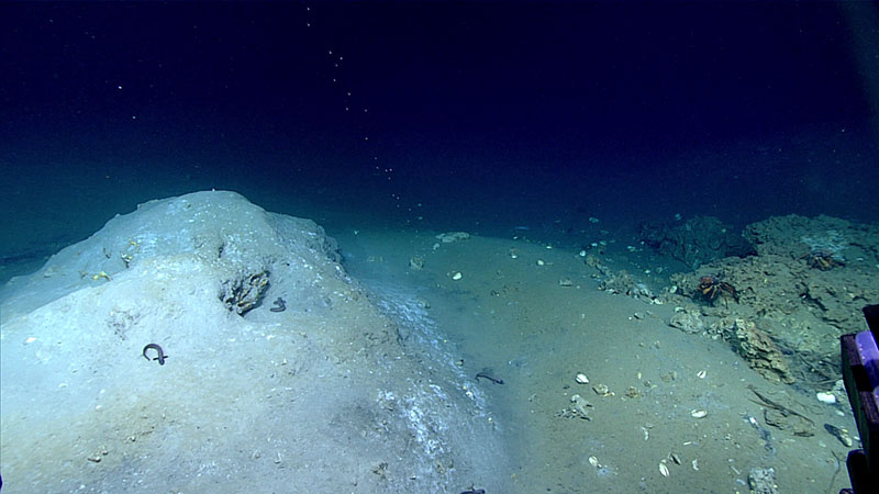 During several dives on the Okeanos Explorer Gulf of Mexico 2017 expedition, we found low relief, sediment-covered mounds that may contain a core of gas hydrate mixed with sediment and carbonate rock. The mounds probably form as the underlying gas supply builds up a hydrate deposit beneath and on the seafloor. This mound found during Dive 17 has exposed hydrate just below the peak and a bubble stream visible in the center of the photo.