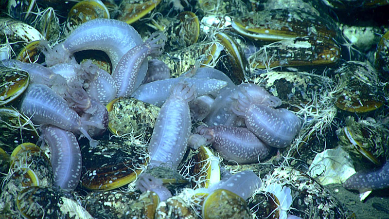 Sea cucumbers, Chiridota heheva, with chemosynthetic Bathymodiolus mussels, seen during Dive 08 of the expedition at a seep site identified via multibeam surveys conducted by NOAA Ship Okeanos Explorer the night before the dive.