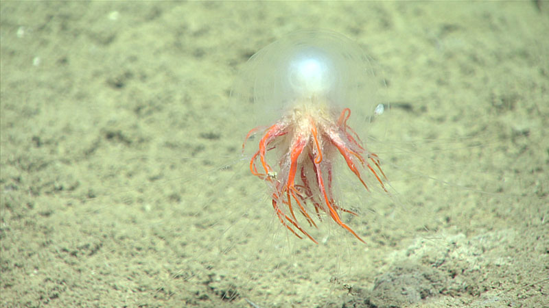 This dandelion siphonophore was seen while exploring “Penchant Basin” at a depth of ~800 meters (2,625 feet).