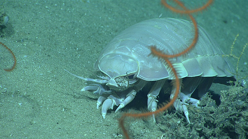 A giant deep-sea isopod, Bathynomus giganteus, with an antipatharian whip coral, Stichopathes sp., in the foreground. While this isopod was spotted during exploration of “Okeanos Ridge,” we saw several of these throughout the expedition, and even managed to catch footage of one swimming. 