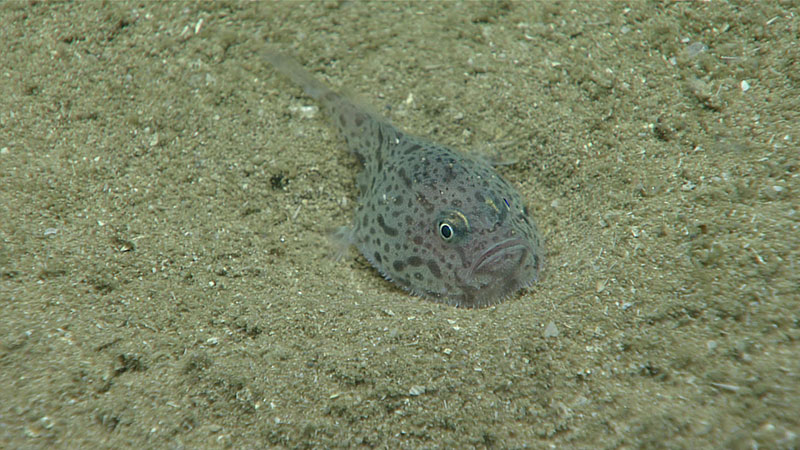 Another Chaunax sp. seen during the fourth dive of the expedition.