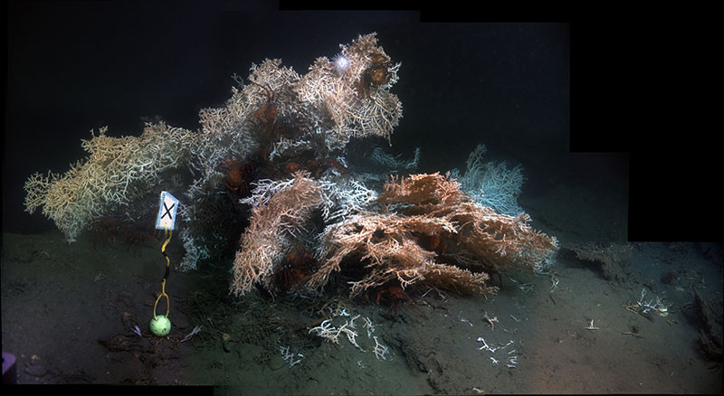 Madrepora oculata colony and with several deep-sea red crab Chaceon quinquedens. The ‘X’ marker was placed by deep-sea researchers in 2010 so they could return to this spot.