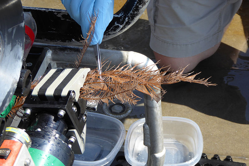 The National Marine Sanctuary Foundation’s Mohawk remotely operated vehicle holding a black coral collected in newly explored areas at Elvers Bank in September 2017.