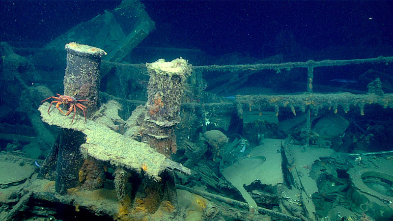 A red crab (Chaceon quinquedens), which is a commercially fished species, on a bollard amidships on the port side of the wreck.