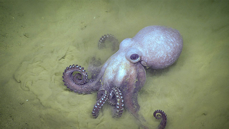 A Muusoctopus johnsonianus octopus was observed burying into the sediment near the survey area. 