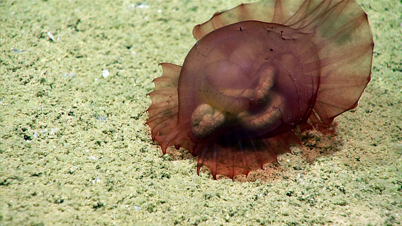 This sea cucumber is able to swim freely in the water column. Several individuals were observed on this dive.