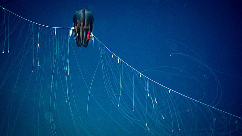 This dark ctenophore was observed with its tentacles fully extended at approximately 1,460 meters (~4,790 feet) deep.