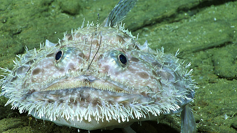 A goosefish (Lophiodes beroe) was observed at ~640 meters (~2,100 feet). These fish are fairly common at about 600 - 800 meters (~1,970 - 2,625 feet) deep. A type of anglerfish, the lures are visible in the center of its face.