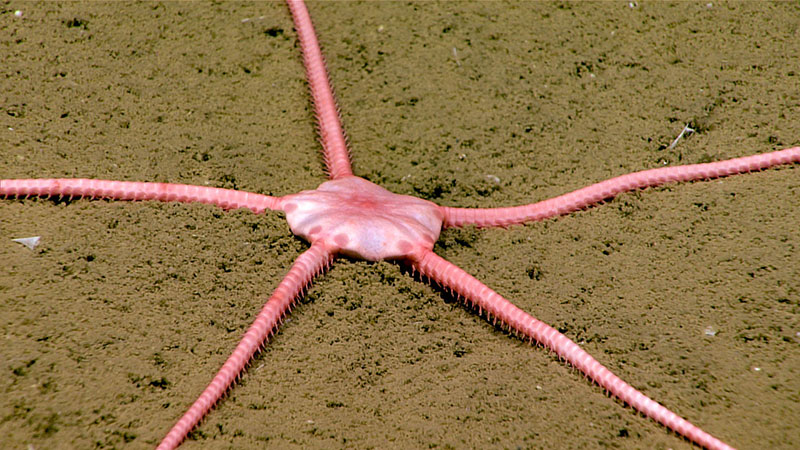 This large (over 20 centimeters from arm tip to arm tip) brittle star (Ophiomusa lymeni) is very common on soft sediments in the Gulf of Mexico.