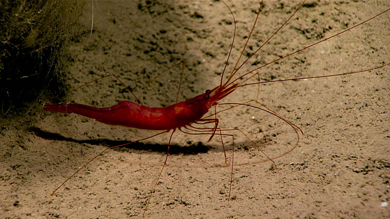 Another common inhabitant of soft sediments, this long-legged shrimp (Nematocarcinus ensifer) was found at a depth of ~2,770 meters (~9,090 feet). 
